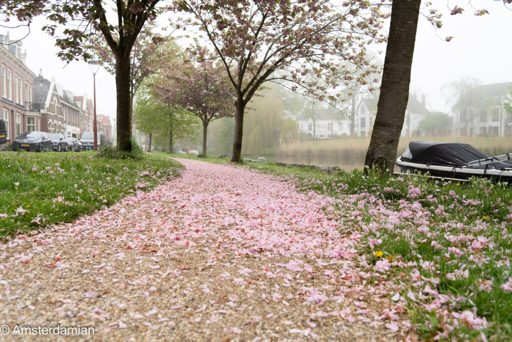 Foggy May Morning Alkmaar 04