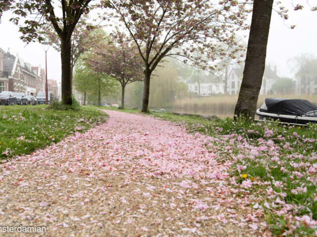 A Foggy Spring Morning