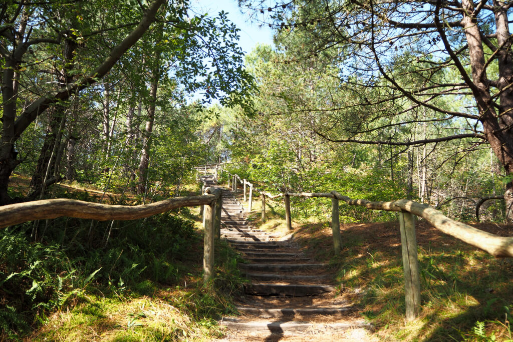 Schoorl forest