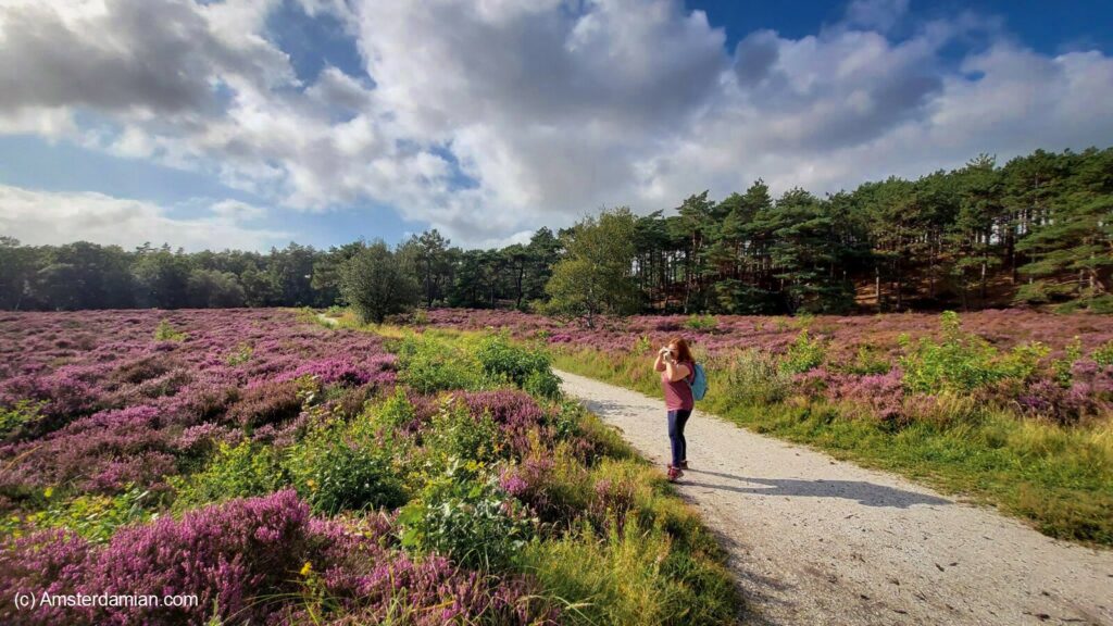 Schoorl Heather Fields