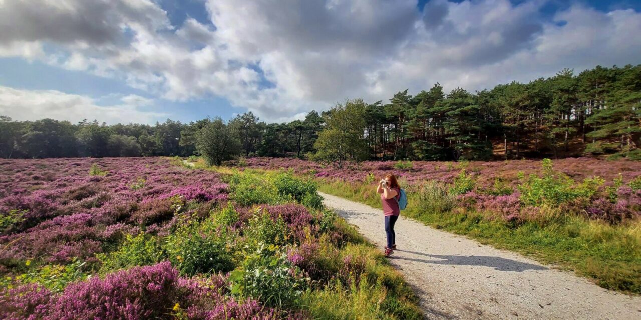 Beautiful Netherlands: the Heather Fields in Full Bloom