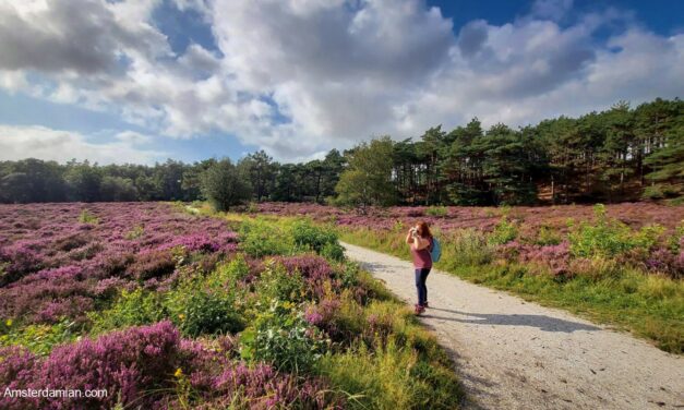 Beautiful Netherlands: the Heather Fields in Full Bloom