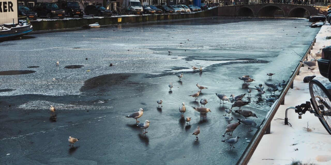 Blue and Gold: 28 Photos from a Frozen Amsterdam