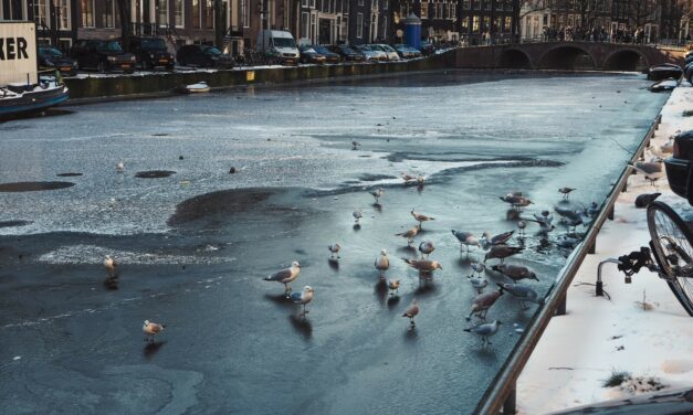Blue and Gold: 28 Photos from a Frozen Amsterdam