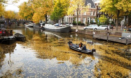 Autumn Colours As Therapy: Amsterdam Streets Covered in Yellow