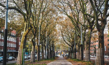 Amsterdam Neighbourhoods: an Autumn Day in Stadionbuurt