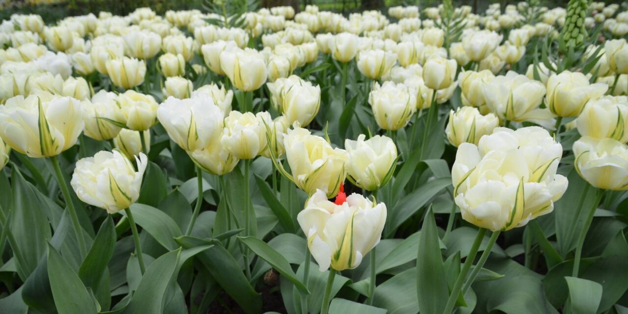 Visiting Keukenhof — part 5