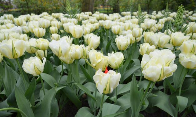 Visiting Keukenhof — part 5