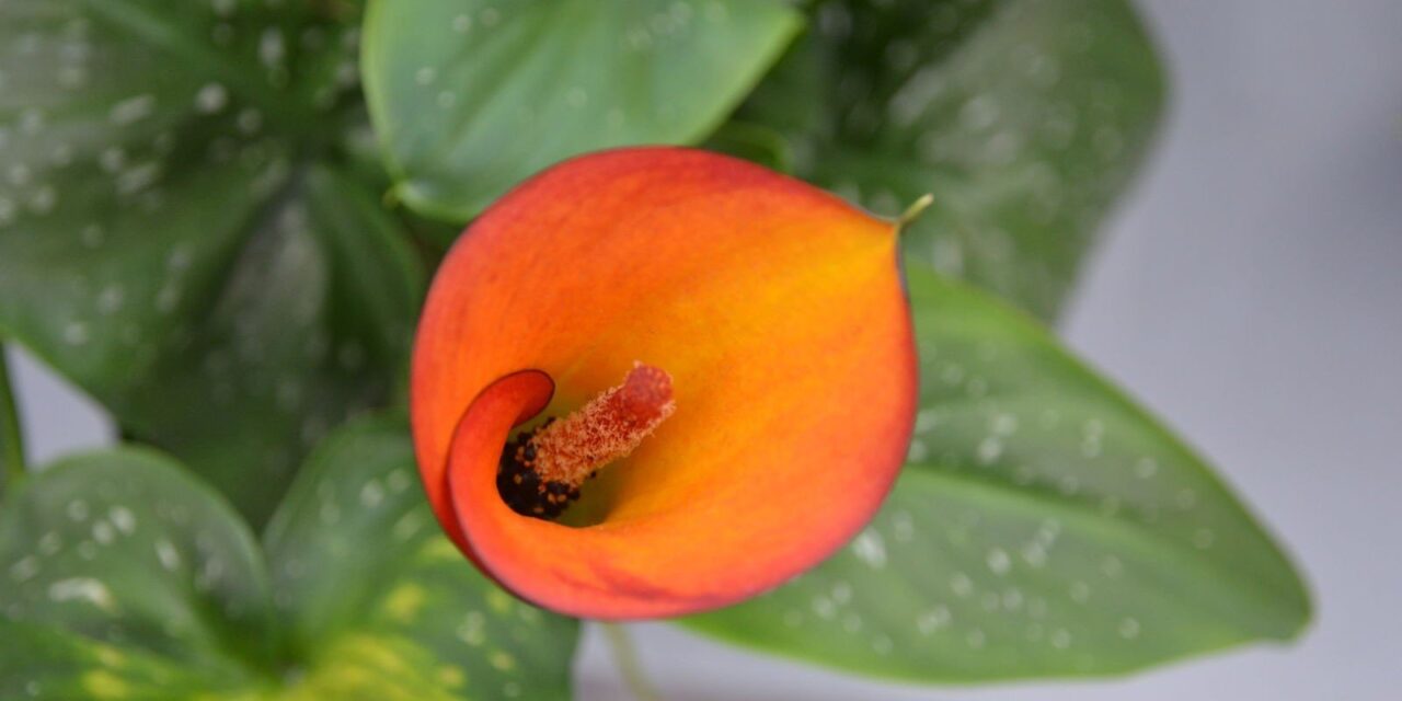 Visiting Keukenhof — part 3