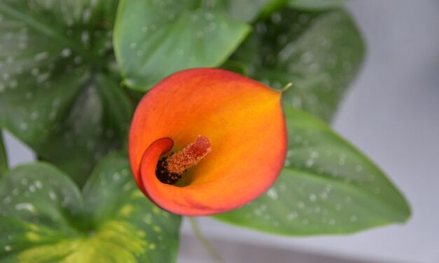 Visiting Keukenhof — part 3