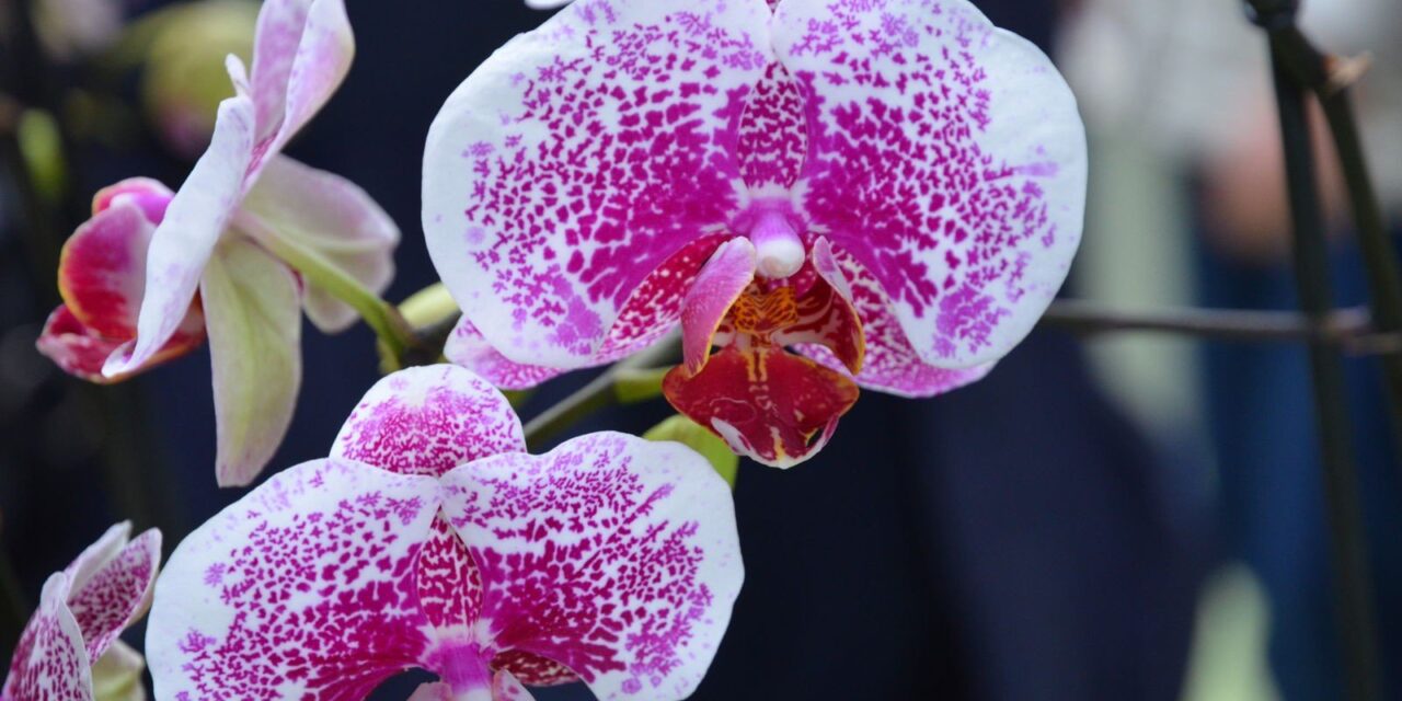 Visiting Keukenhof — part 4, the orchids