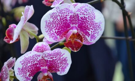 Visiting Keukenhof — part 4, the orchids
