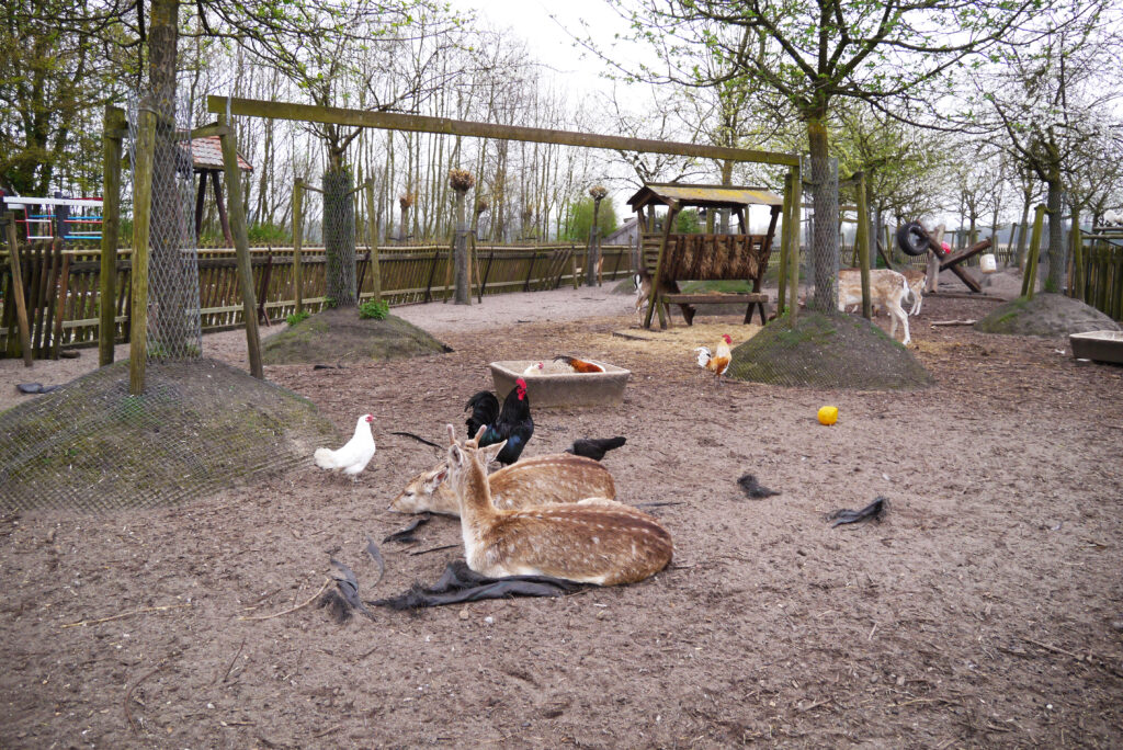 Petting Zoo