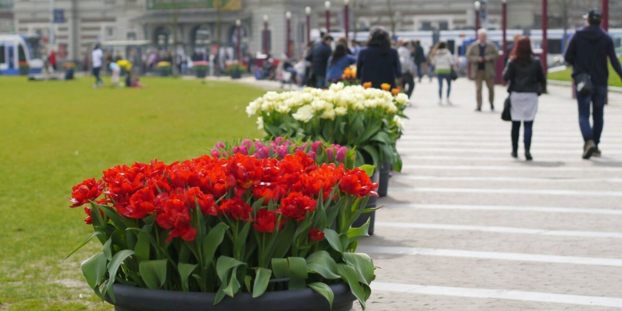A Splash of Seasonal Colour