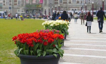 A Splash of Seasonal Colour