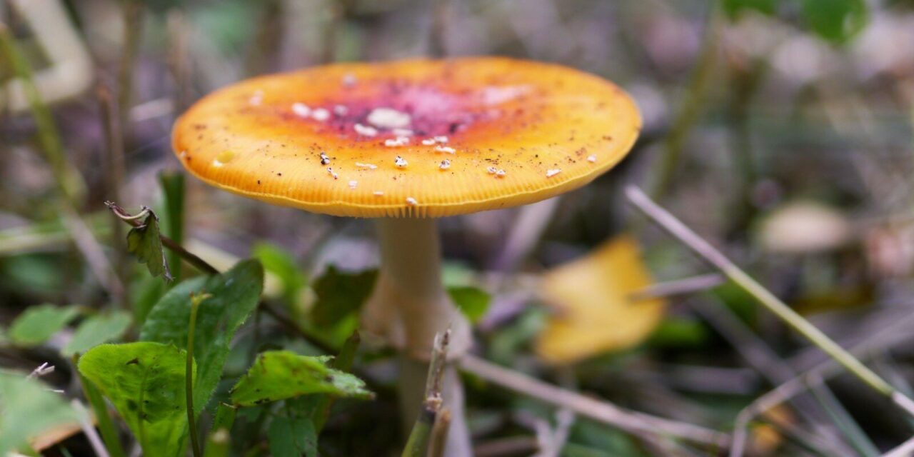 Looking for Mushrooms in Amsterdam Westerpark