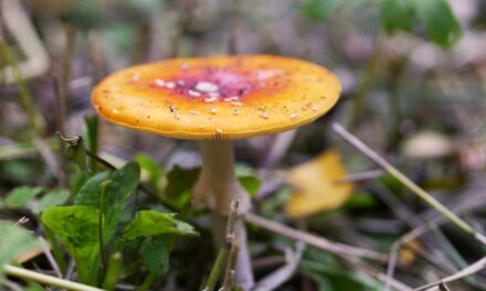 Looking for Mushrooms in Amsterdam Westerpark