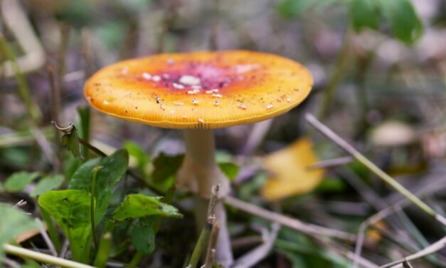 Looking for Mushrooms in Amsterdam Westerpark