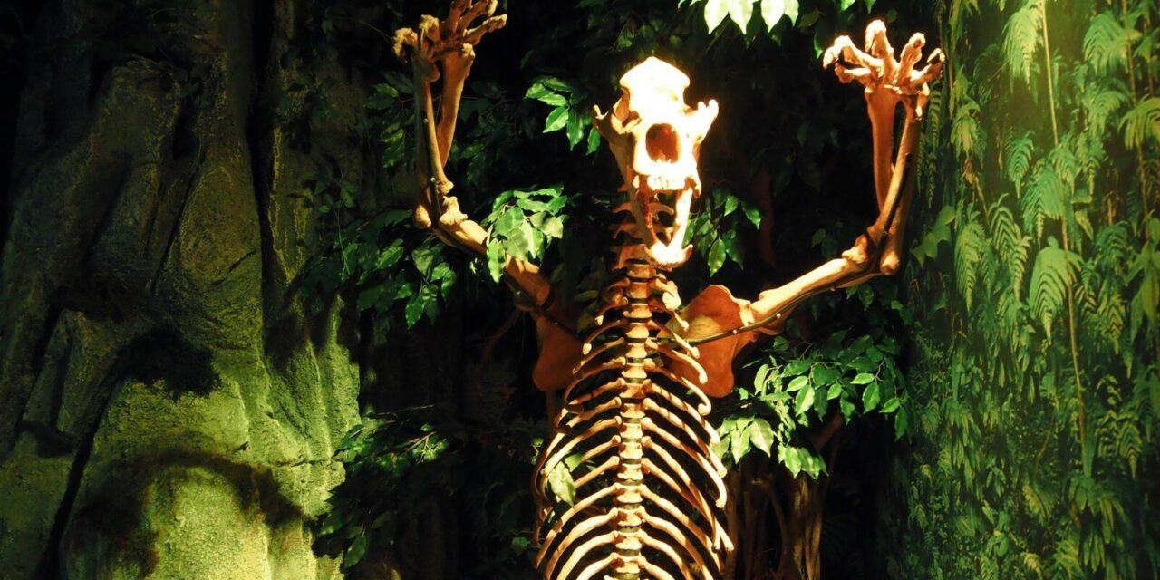 Weird Things Happening in Amsterdam:  Ripley’s Believe It or Not!