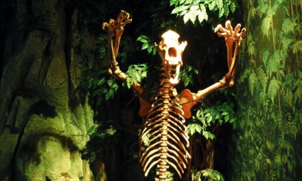 Weird Things Happening in Amsterdam:  Ripley’s Believe It or Not!
