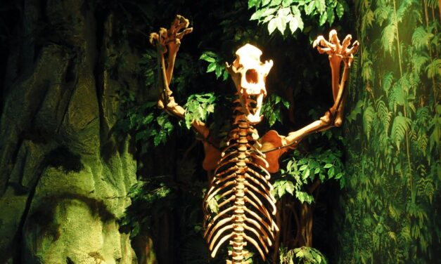 Weird Things Happening in Amsterdam:  Ripley’s Believe It or Not!