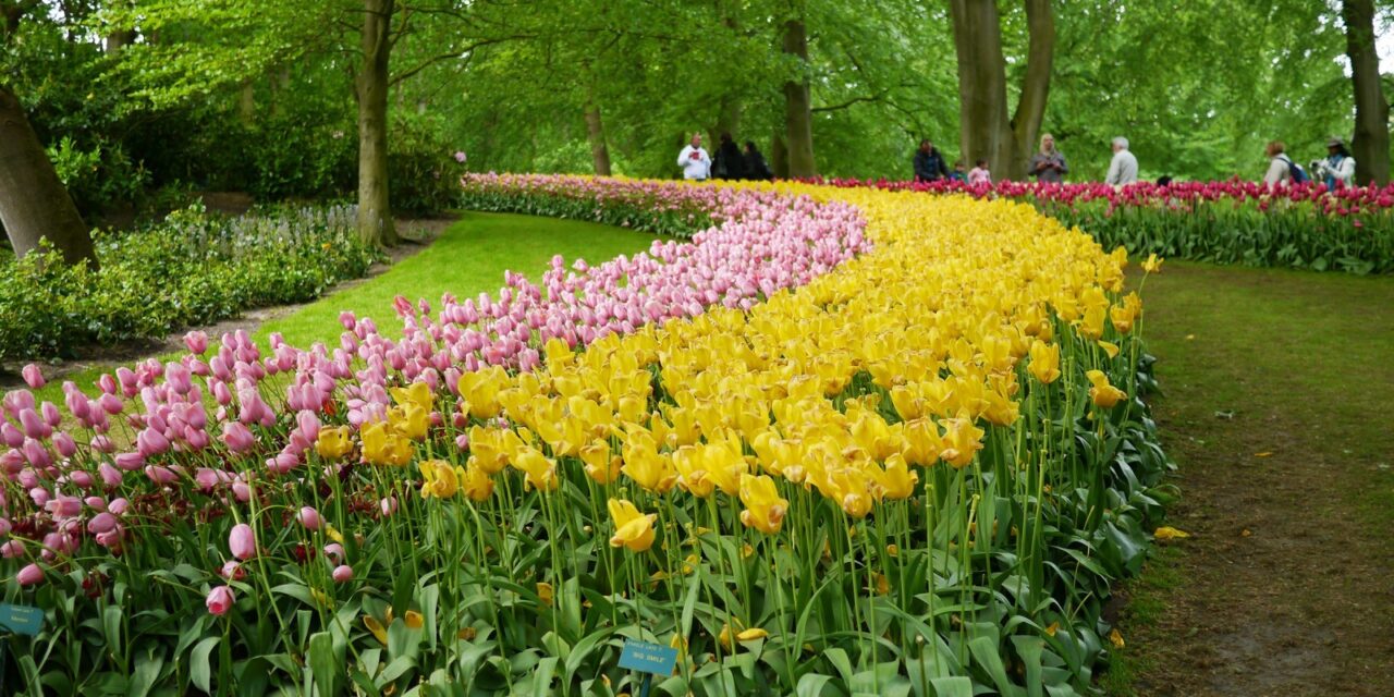 Dreaming of Spring: Keukenhof Gardens