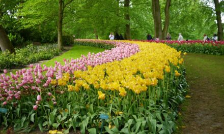 Dreaming of Spring: Keukenhof Gardens