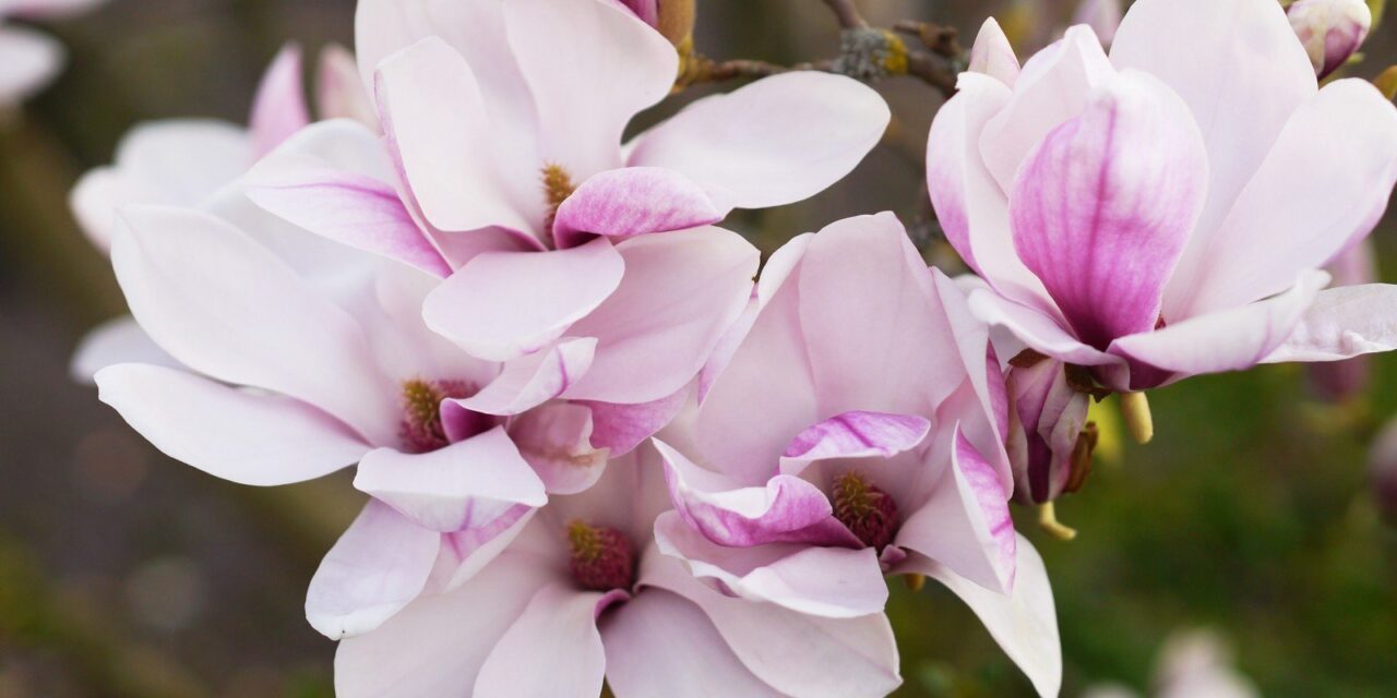 Magnolia Portraits