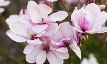 Magnolia Portraits