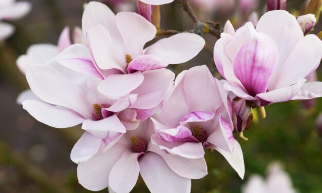Magnolia Portraits