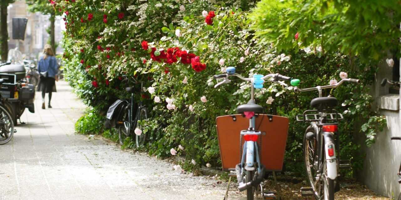 Rose hunting in Oud-Zuid
