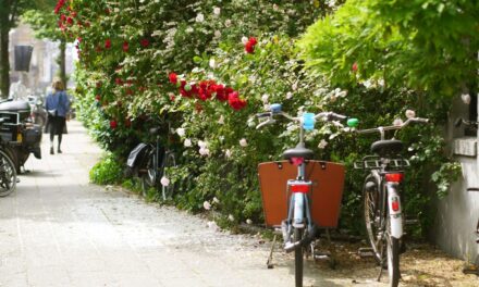Rose hunting in Oud-Zuid