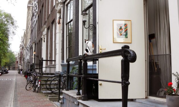 The cats of Amsterdam