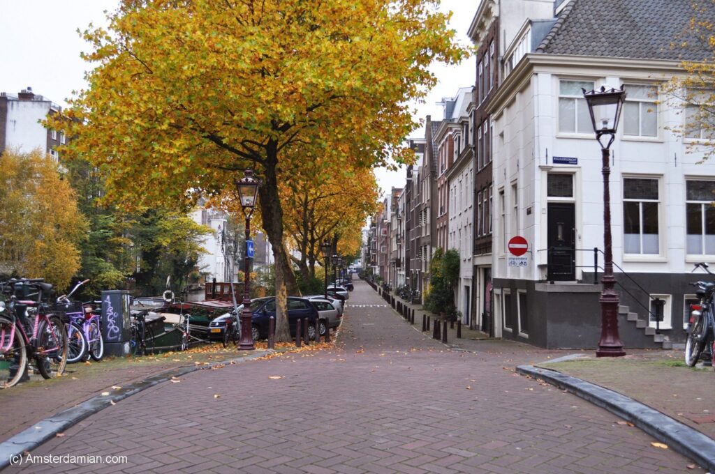 A picturesque street in Amsterdam features vibrant yellow autumn leaves, historic buildings, and classic street lamps