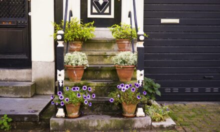 Summer flowers