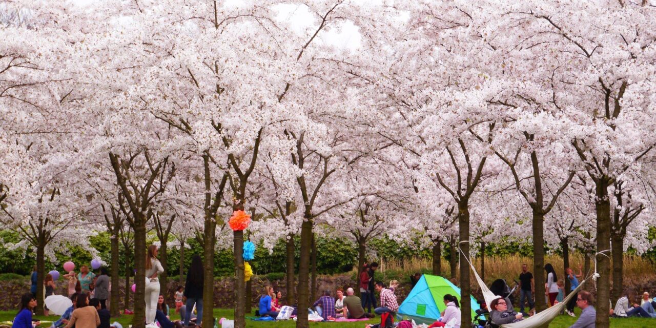 Cherry blossoms in Amsterdamse Bos