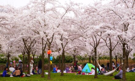 Cherry blossoms in Amsterdamse Bos