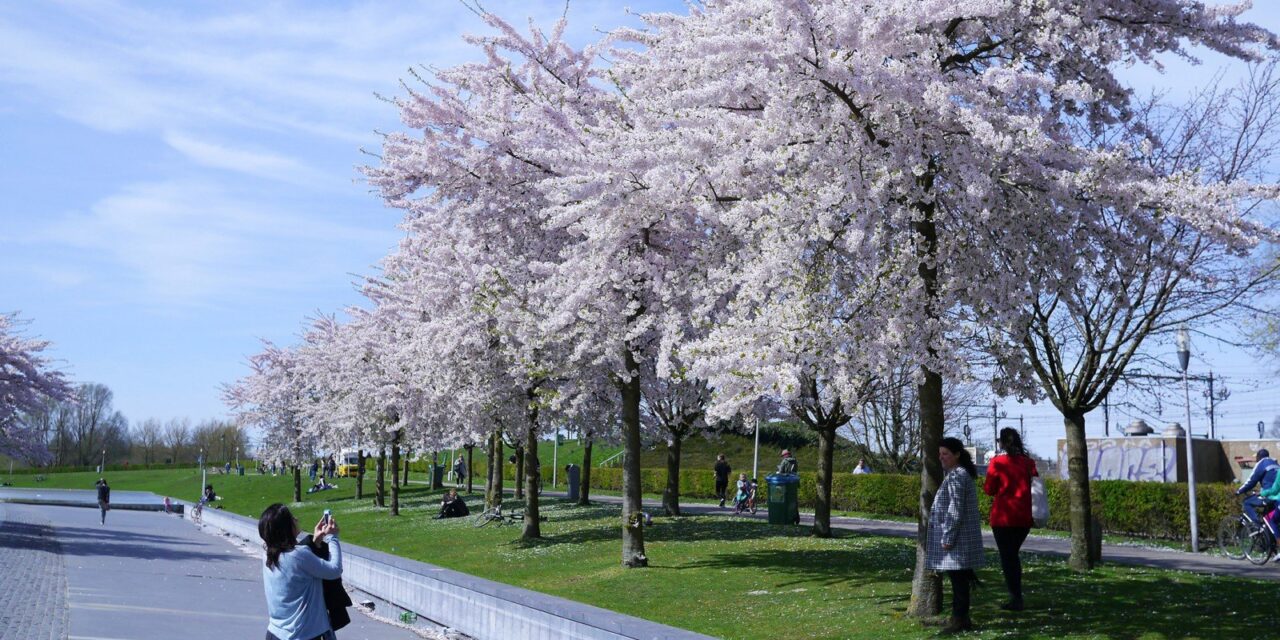 Cherry blossom in Westerpark, Amsterdam
