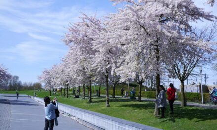 Cherry blossom in Westerpark, Amsterdam