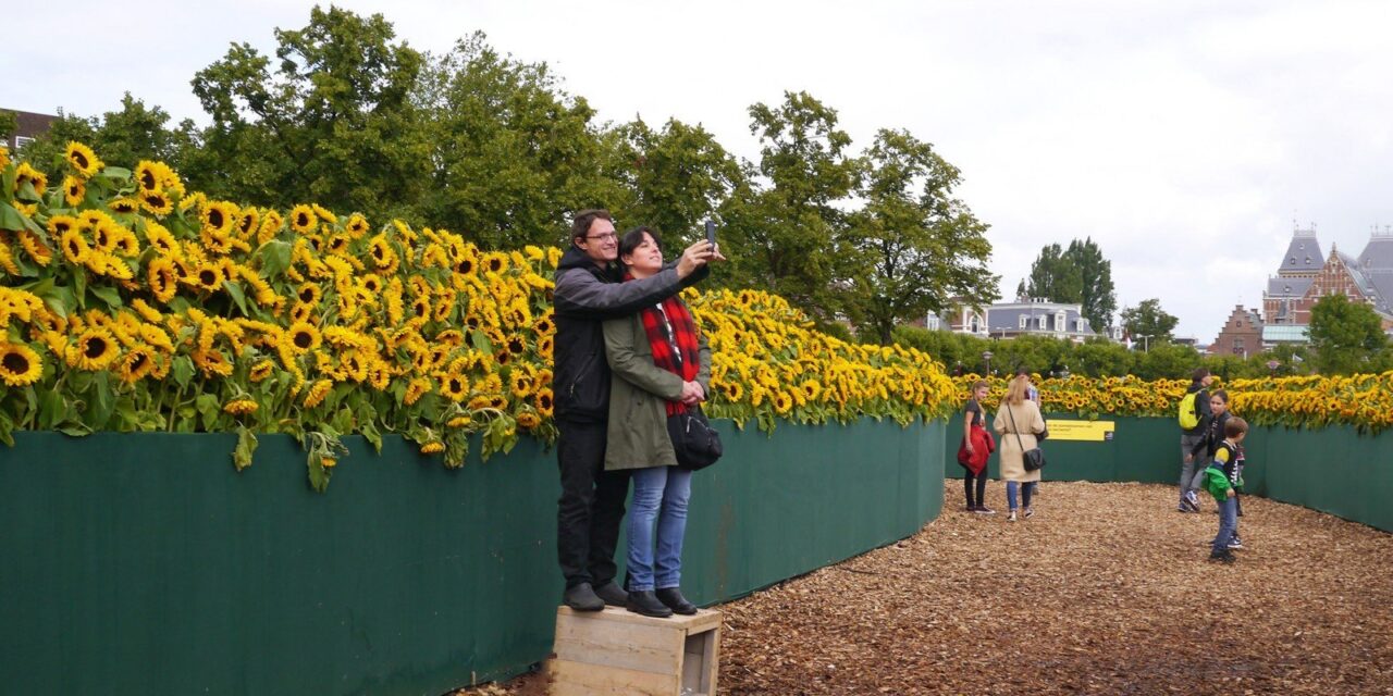 A sunflower labyrinth at Van Gogh museum