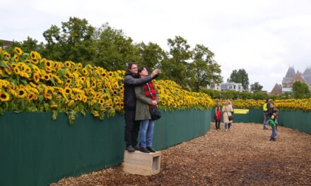 A sunflower labyrinth at Van Gogh museum
