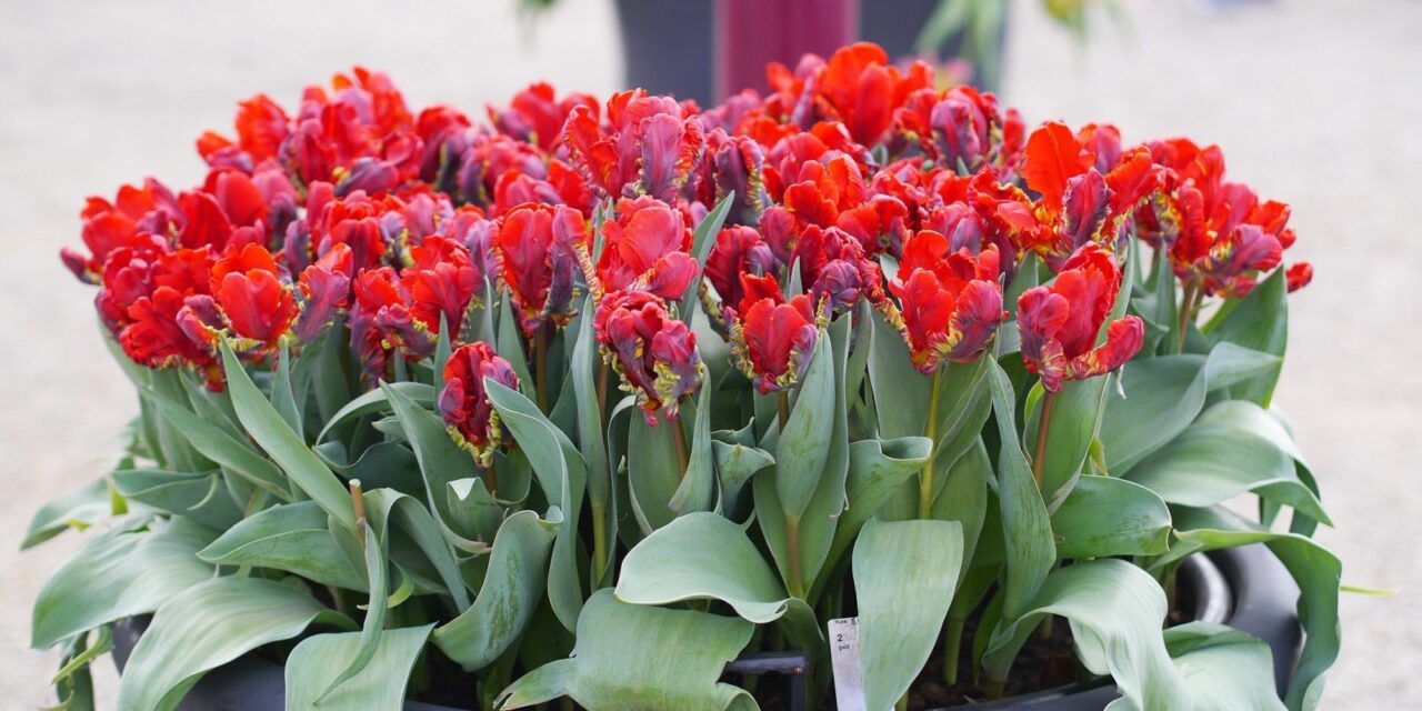 Amsterdam Tulp festival 2016