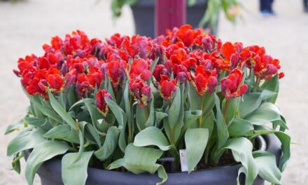 Amsterdam Tulp festival 2016