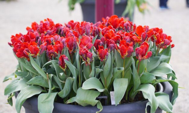 Amsterdam Tulp festival 2016