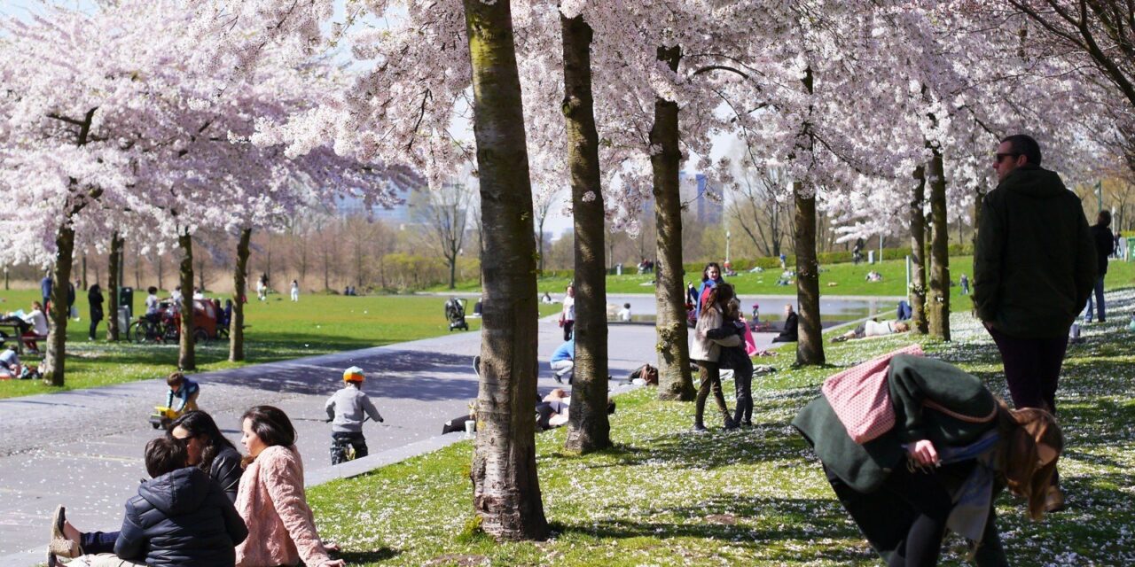 It’s cherry blossom time in Amsterdam!