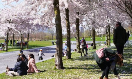 It’s cherry blossom time in Amsterdam!