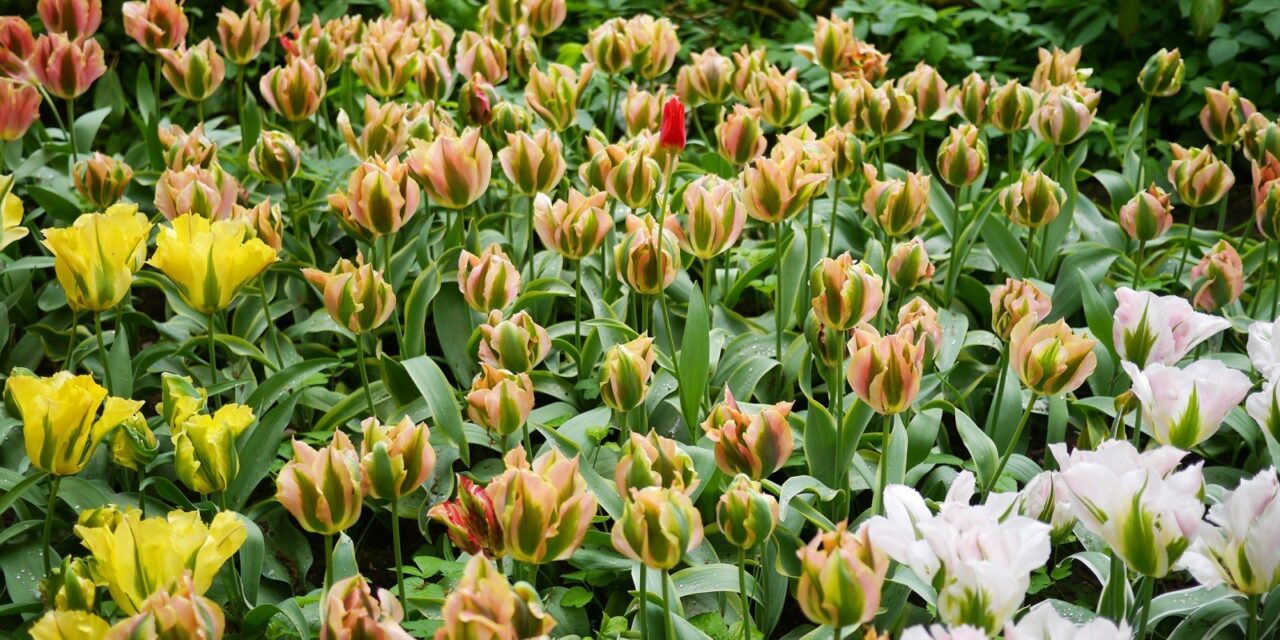 Keukenhof at the end of the season