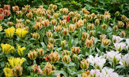 Keukenhof at the end of the season