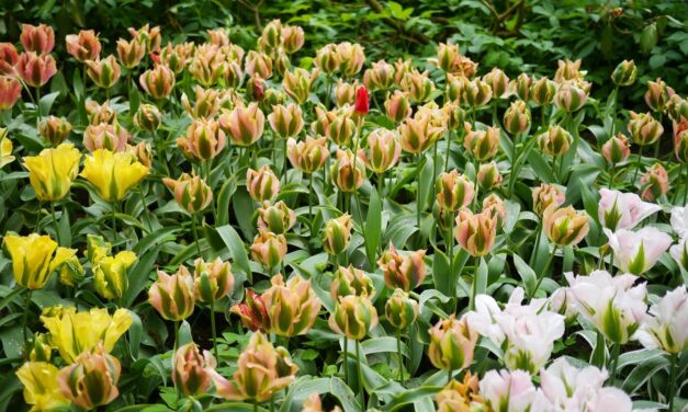 Visiting Keukenhof — part 2