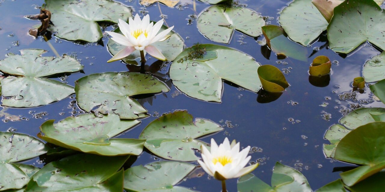 Unexpected beauty: water lilies in Westerpark